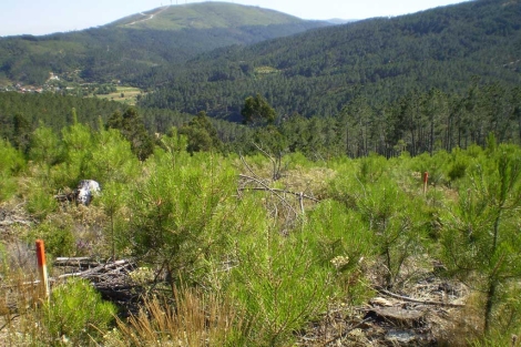 Pinos jóvenes en un bosque afectado por un incendio. | CSIC.