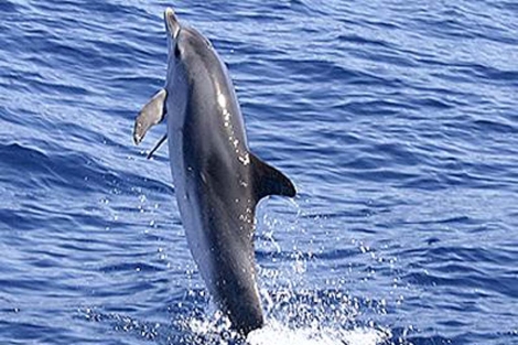 Un delfín 'anda' sobre el agua. | El Mundo