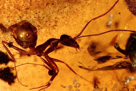 Hormiga del Eoceno, atrapada en ámbar. |PNAS