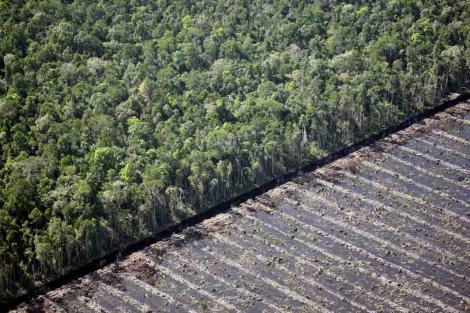 Una porción de la Amazonía recién deforestada. | AFP