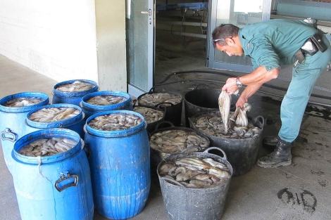 Lotes de pulpos interceptados a los pescadores. | ELMUNDO.es Lotes de pulpos interceptados a los pescadores. | ELMUNDO.es