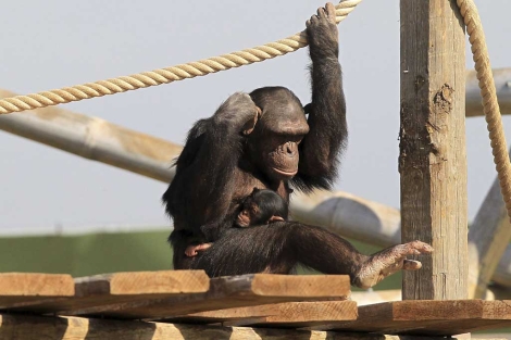 Un chimpancé con su cría. | Efe