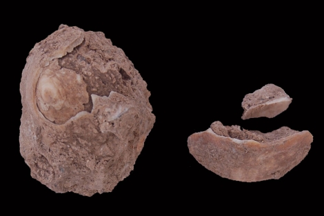 Dos de los fósiles de moluscos hallados en Ceuta. | Universidad de Cádiz