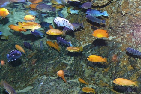 Peces cíclidos africanos, como los usados en el experimento. | EL MUNDO