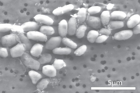 Bacteria de l grupo Halomonas capaz de vivir del arsénico. | Science