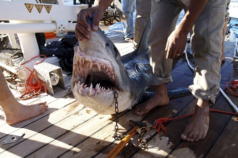 Un tiburón captura en las costas egipcias tras la muerte de una turista. | Efe