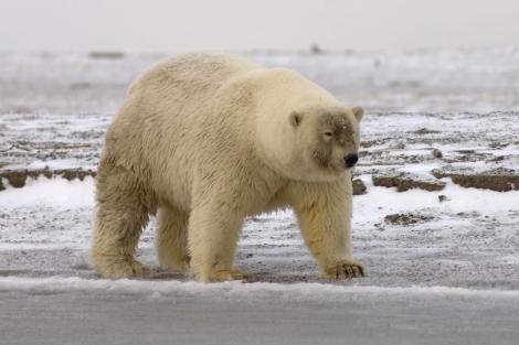 Híbrido de oso polar y oso grizzly. | Corbis