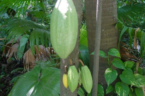 Árbol del cacao ( 'Theobroma cacao')