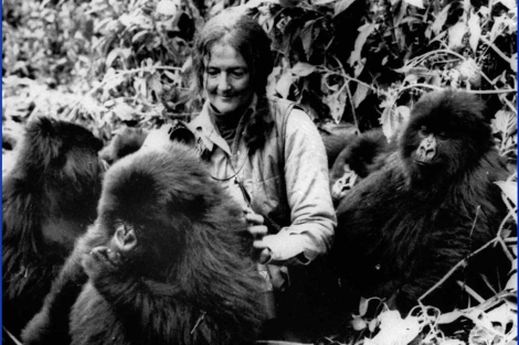 Dian Fossey, junto los gorilas de las Montañas Virunga, en Ruanada. |AP Dian Fossey, junto los gorilas de las Montañas Virunga, en Ruanada. |AP