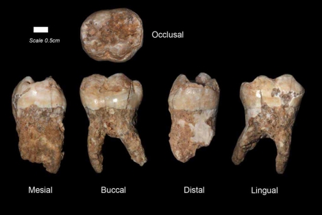 Búsqueda: in Los dientes humanos hallados en la Cueva de Qesem. | Efe