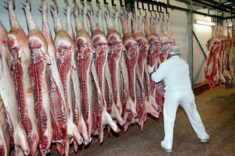 Cerdos en una carnicería cercana a Bonn. | AP