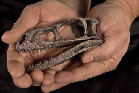 Cráneo del nuevo dinosaurio hallado en Argentina. | Science