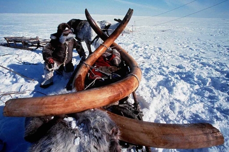 Foto de archivo de un mamut de 10.000 años de antigüedad hallado en Siberia en 1999. | AFP