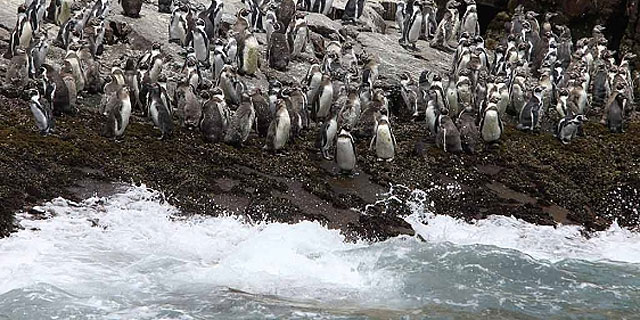 animales acuaticos en peligro de extincion en el peru