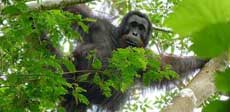 Orangután en Borneo. |AFP