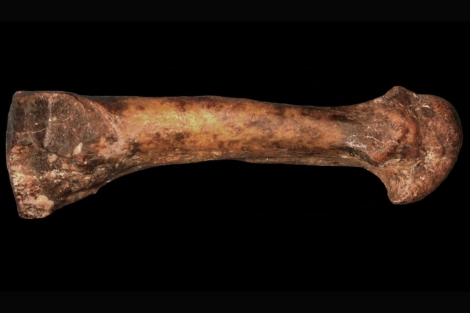 Fósil del cuarto metatarso del pie de ’A. afarensis’. | Science