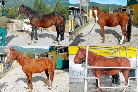 Los caballos decomisados por la Junta ya presentan mejor aspecto que en 2010.