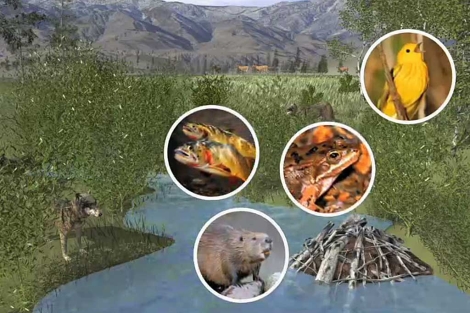 Recreación de un ecosistema en el Parque de Yellowstone (EEUU). | Science.