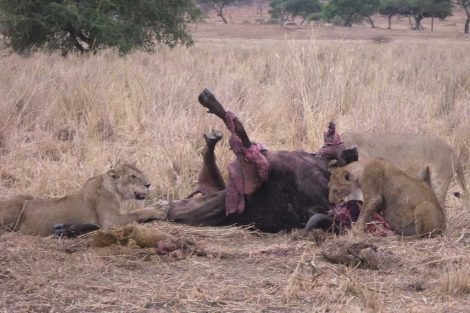 Varios leones devoran a su presa en Tanzania. | Guidna Agnes.