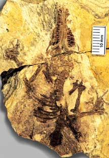 El fósil hallado en China.| Zhe-Xi Luo.