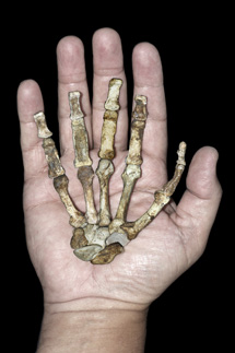 Fósil de la mano. | Science