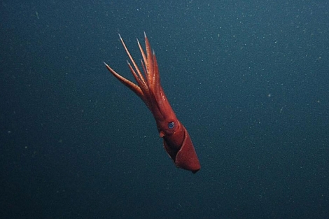 Una hembra de 'Octopoteuthis deletron'. | AFP/ Monterey Bay Aquarium Research Institute.