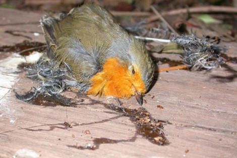 Un pájaro, muerto al quedarse pegado. |SEO/Birdlife