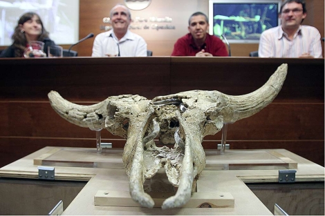 Técnicos de la Diputación, la UPV y Aranzadi, presentan el cráneo hallado. | Efe