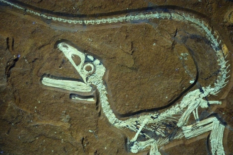 Esqueleto del pequeño dinosaurio encontrado en Alemania.|EFE Esqueleto del pequeño dinosaurio encontrado en Alemania.|EFE