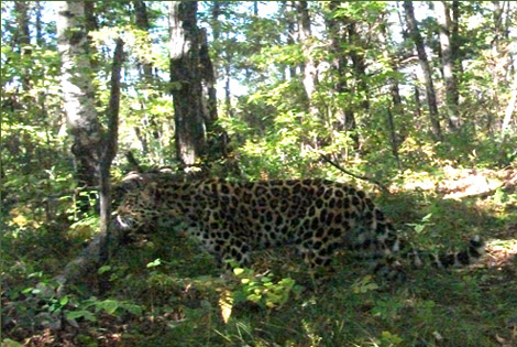 Un leopoardo de Amur fotografiado en libertad en China. | Sung Ge / WWF