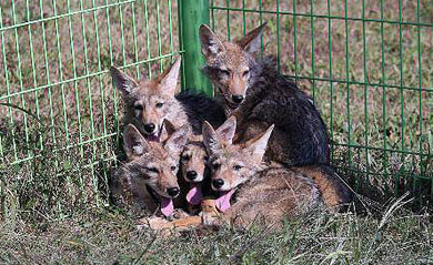 Cinco de los coyotes clonados en Corea del Sur. | EPA