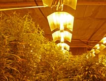 Una plantación de marihuana. Una plantación de marihuana.