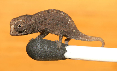 Camaleón de la especie 'Brookesia micra' sobre una cerilla. | PLoS ONE