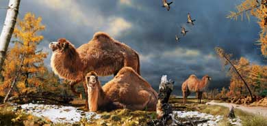 Recreación artística de los camellos del Ártico. | Nature