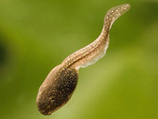 Renacuajo de la rana de madera. |UMICH