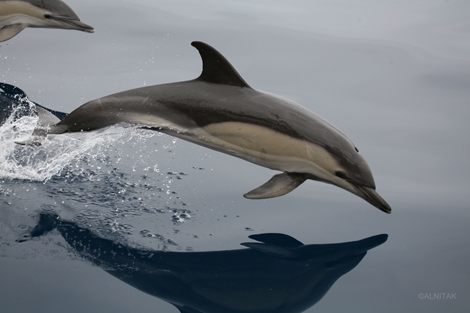 Ejemplar de delfín común. | ALNITAK