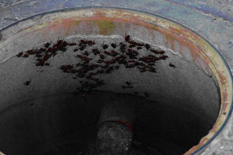 Las cucarachas, campeonas de las plagas en las casas