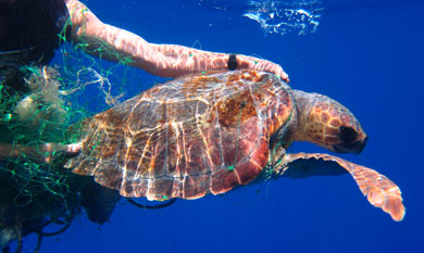 Una tortuga marina.| Alnitak