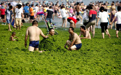 Una de las playas chinas afectadas por las algas. | Efe