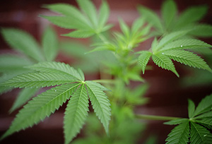 Planta del cannabis (Foto: AFP | Leon Nea)