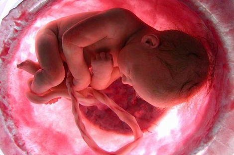 Imagen de un feto en el interior de la placenta. | El Mundo