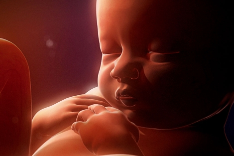 Imagen del documental de National Geographic, 'En el vientre materno'.