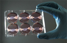 Placas de Petri con carne 'cultivada'. | Francois Lenoir | Reuters