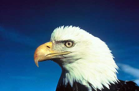 Aguila+calva+americana