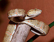 la serpiente mas grande del mund la serpiente mas grande del mund