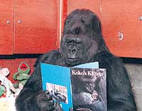 Koko