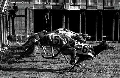 En pleno �sprint�. Los perros toman la salida en pos de una liebre falsa en el Can�dromo Meridiana, en 1995.
