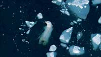 Prodigio: El oso polar es uno de los cuadrúpedos que mejor nada. Recorre 300 kilómetros sin parar.