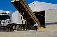 Paisajes habituales (2). El camión vuelca el trigo en el almacén ante la mirada atenta de un hombre.