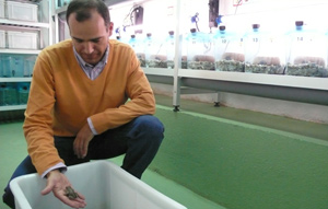 El investigador Jaime Bosch mostrando un ejemplar de sapo partero en el centro de cr&iacute;a en cautividad de Rascafr&iacute;a. (Foto: Miguel G. Corral).